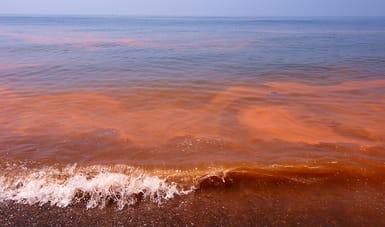 Red tide/Karenia brevis in Tamaulipas, 2015.