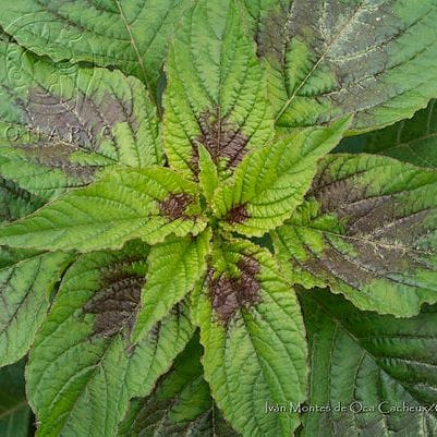 Quintoniles, the bright greens and rich flavors of Mexico's ancient superfood.