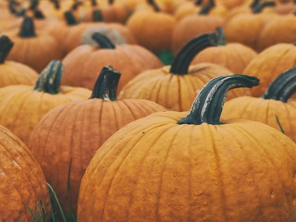 A colorful pumpkin patch that shows how beautiful and useful this Mesoamerican staple food is.