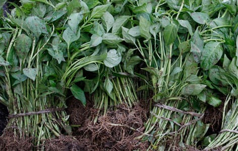 Fresh quelites, the diverse and colorful herbs that enrich Mexican cuisine.