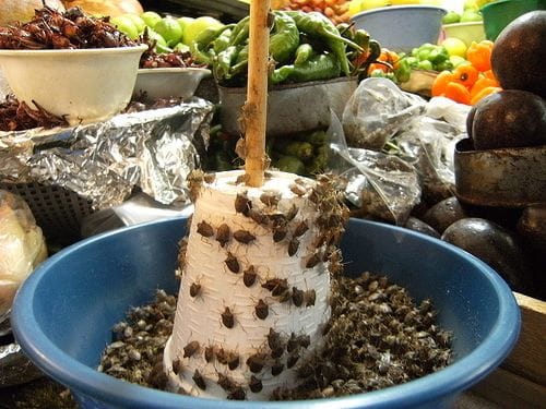 Jumil, also known as the mountain bug, is a versatile ingredient that can be roasted and ground.