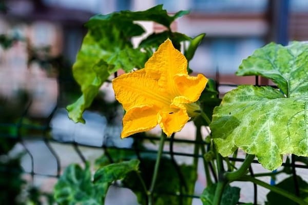 A plateful of sunshine: golden squash blossom ready to delight your taste buds and brighten your table.