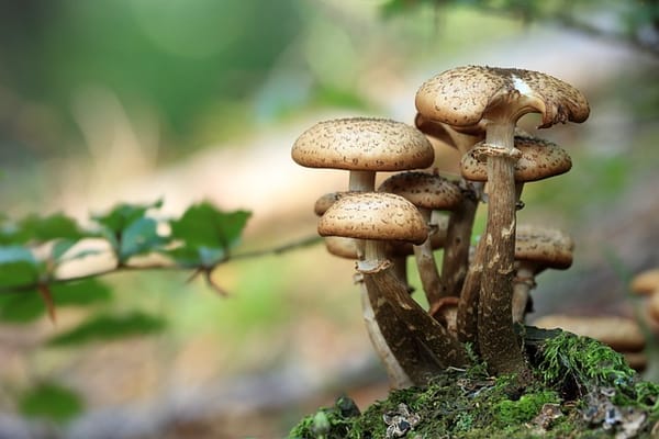 The wild world of mushrooms is a fascinating one, with a wide variety of flavors and health benefits to explore.