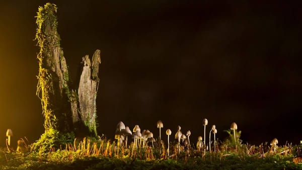 The mysterious and magical nature of mushrooms, growing overnight and creating a white blanket on the forest floor.