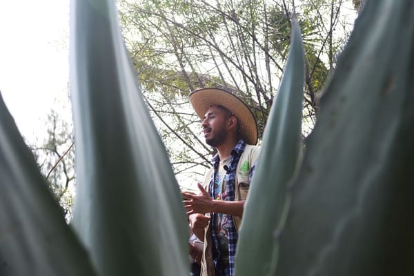 Pulque is more than an alcoholic beverage.