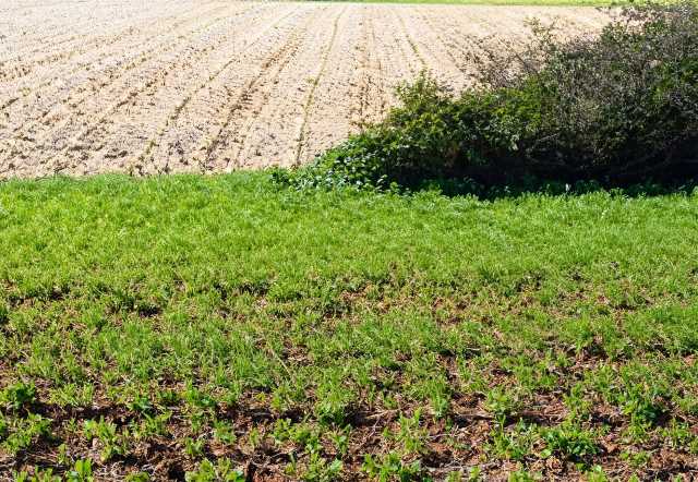 A lush, vibrant fallow field during the barbecho period, allowing the soil to rest and regenerate its natural fertility.