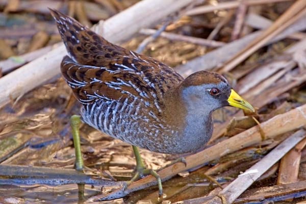 Soras forage for insects and small aquatic animals in the reed beds of Mexico during the winter months.