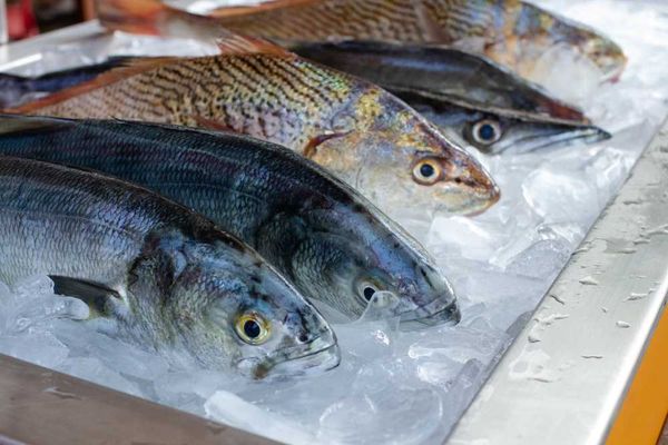 A glistening display of fresh fish, reminding us of the importance of proper food storage to preserve its flavor.