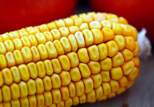 New Puma maize varieties hold the key to Mexico's agricultural independence and healthier produce.