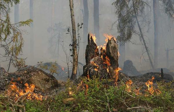 Raging forest fires, a grim reminder of the challenges Mexico faces in combatting the destructive forces.