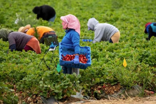 Women migrants working in the agricultural sector, contributing to the labor force.