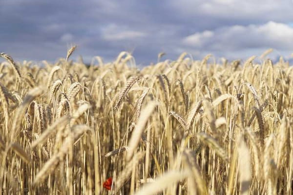 Russia's grain export deal breakdown could send Mexican grain prices soaring.