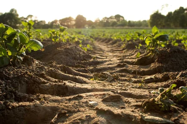 At the forefront of the Soil Mapping and Monitoring project, mapping out regions for in-depth soil studies.