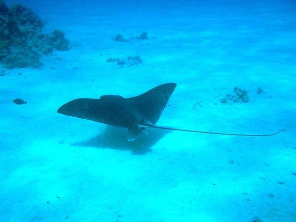 A majestic manta ray gliding gracefully through the azure waters.