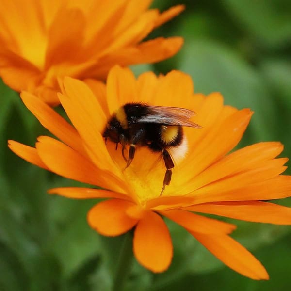 A close-up of a bee pollinating a flower.