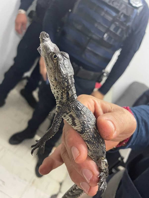 A crocodile is being removed from a Mexico City Metro train.