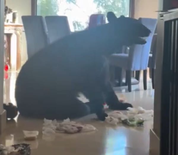 A large black bear lying on a kitchen floor, surrounded by open food packages.