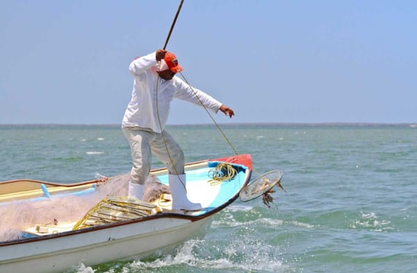 A fisherman casting a net into a vibrant ocean, symbolizing sustainable fishing practices.