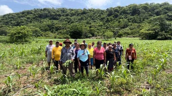 A Mexican farmer tending to a cornfield, representing the Production for Well-being program.