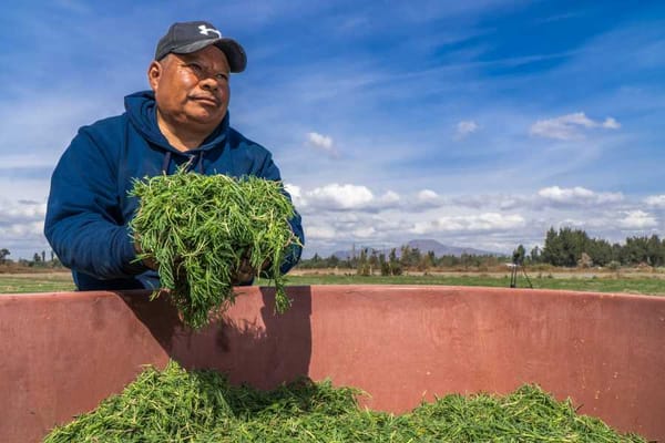 I'm Having Weeds for Christmas (And You Should Too)