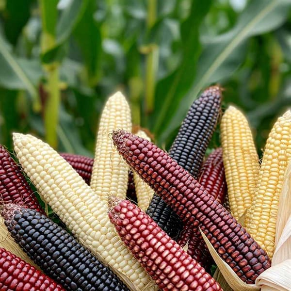 Image of diverse corn varieties.