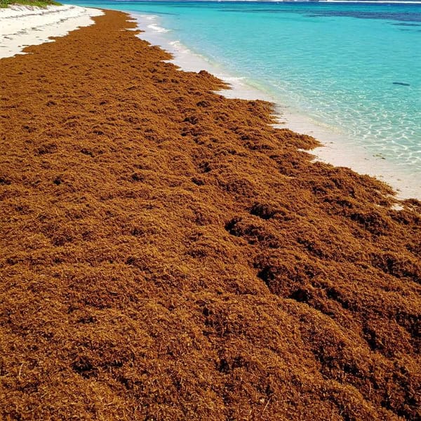 A pile of brown sargassum covers the beach.